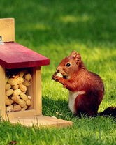 松鼠的读怎么组词