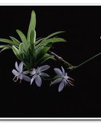 吊兰吊怎么组词