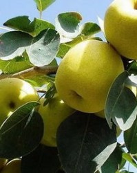 梨子能怎么组词呢