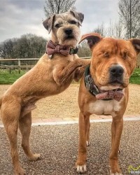 站怎么组词(占怎么组词)