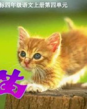 在吗的猫怎么组词