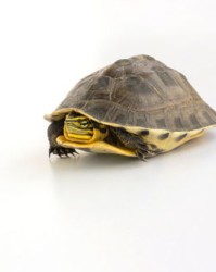 龟怎么怎么组词