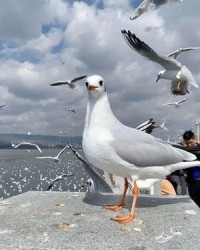 海鸥的鸥怎么组词