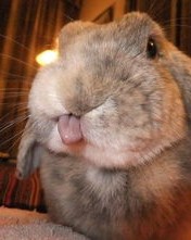 兔子怎么组词呕吐的吐