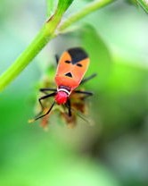 蜜蜂的蜜怎么组词