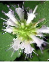 藿香的藿怎么组词