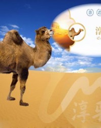 骆驼的驼怎么组词