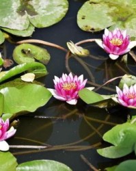 莲叶和田田的莲怎么组词