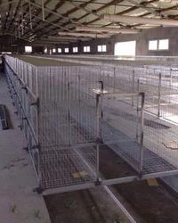 笼鸡笼的笼怎么组词