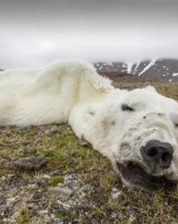 猛兽的瘦可以怎么组词