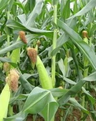 玉米玉怎么组词