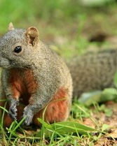 松鼠的鼠的拼音怎么组词