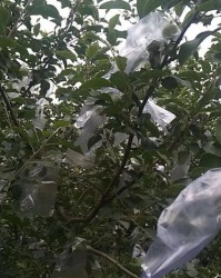 足字旁的干怎么组词呀