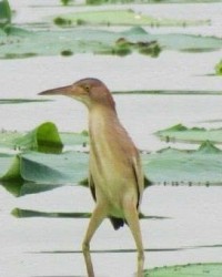 不得了的鸟怎么组词