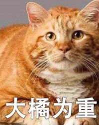 放猫的猫怎么组词