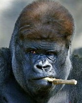 大猩猩怎么组词