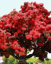 杜鹃的圈该怎么组词