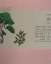 惠崇怎么造句怎么组词