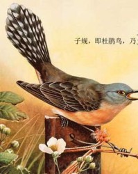 啼怎么组词啼叫的啼