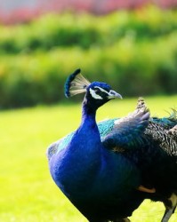 孔雀的雀的怎么组词