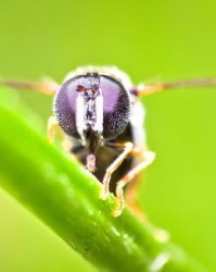 昆虫的组词怎么组