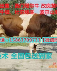 犊子的犊犊怎么组词