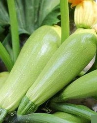 西葫芦可以怎么组词