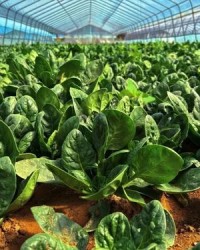 大棚蔬菜的棚组词怎么写