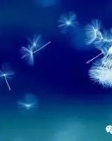 蒲公英的薄怎么组词