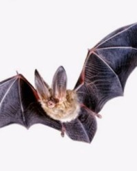 蝠两字怎么组词