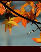 枫树风怎么组词