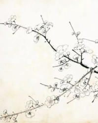 梅花的梅组词怎么组词