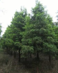 水杉的杉怎么组词啊