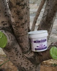 栽树了栽怎么组词