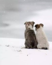 动物的冻怎么组词