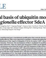 冯要怎么组词呢