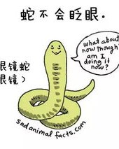 猪猪该怎么组词有趣