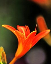 姹紫嫣红的姹怎么组词