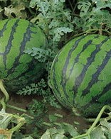 西瓜仔怎么组词