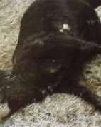 牲畜的畜还能怎么组词