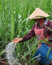 施肥的肥怎么组词