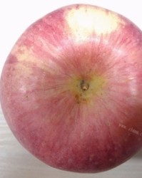 削怎么组词(凝怎么组词)