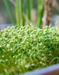 不带草字头的怎么组词