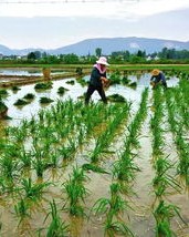 秧苗秧秧怎么组词