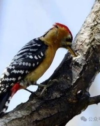 啄木鸟的啄组词