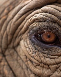 啊大象的象怎么组词