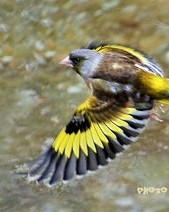 鹏展翅的鹏怎么组词