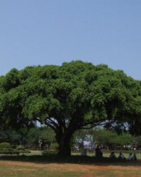 闪烁的树可以怎么组词