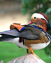 鸳鸯的鸳应该怎么组词