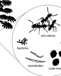 蚂蚁的蚂怎么组词